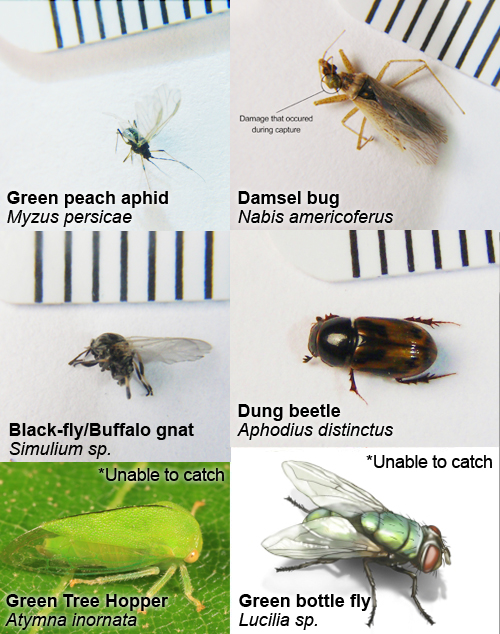 Bugs that we collected on site